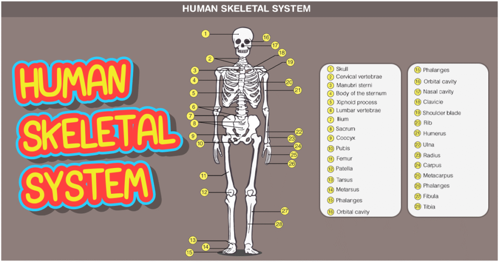 ระบบโครงกระดูก